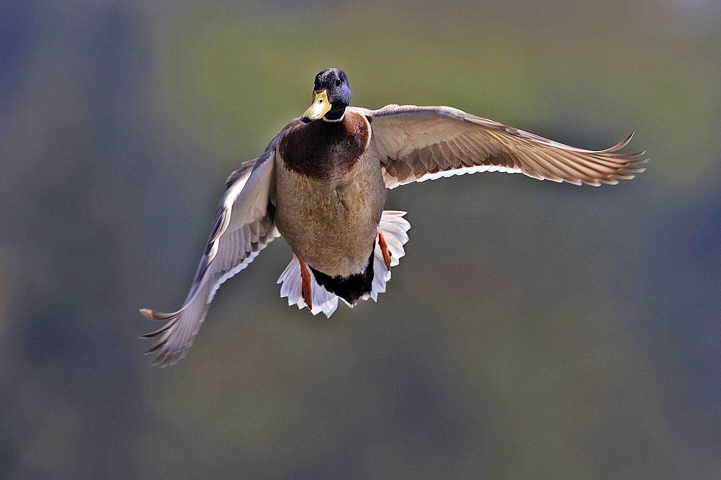Male mallard flight