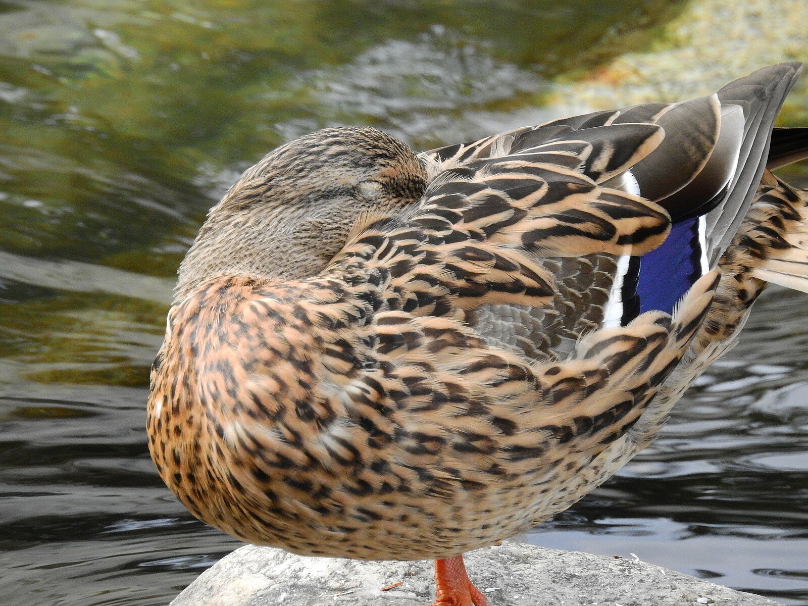 Sleeping Duck 2023-11-04