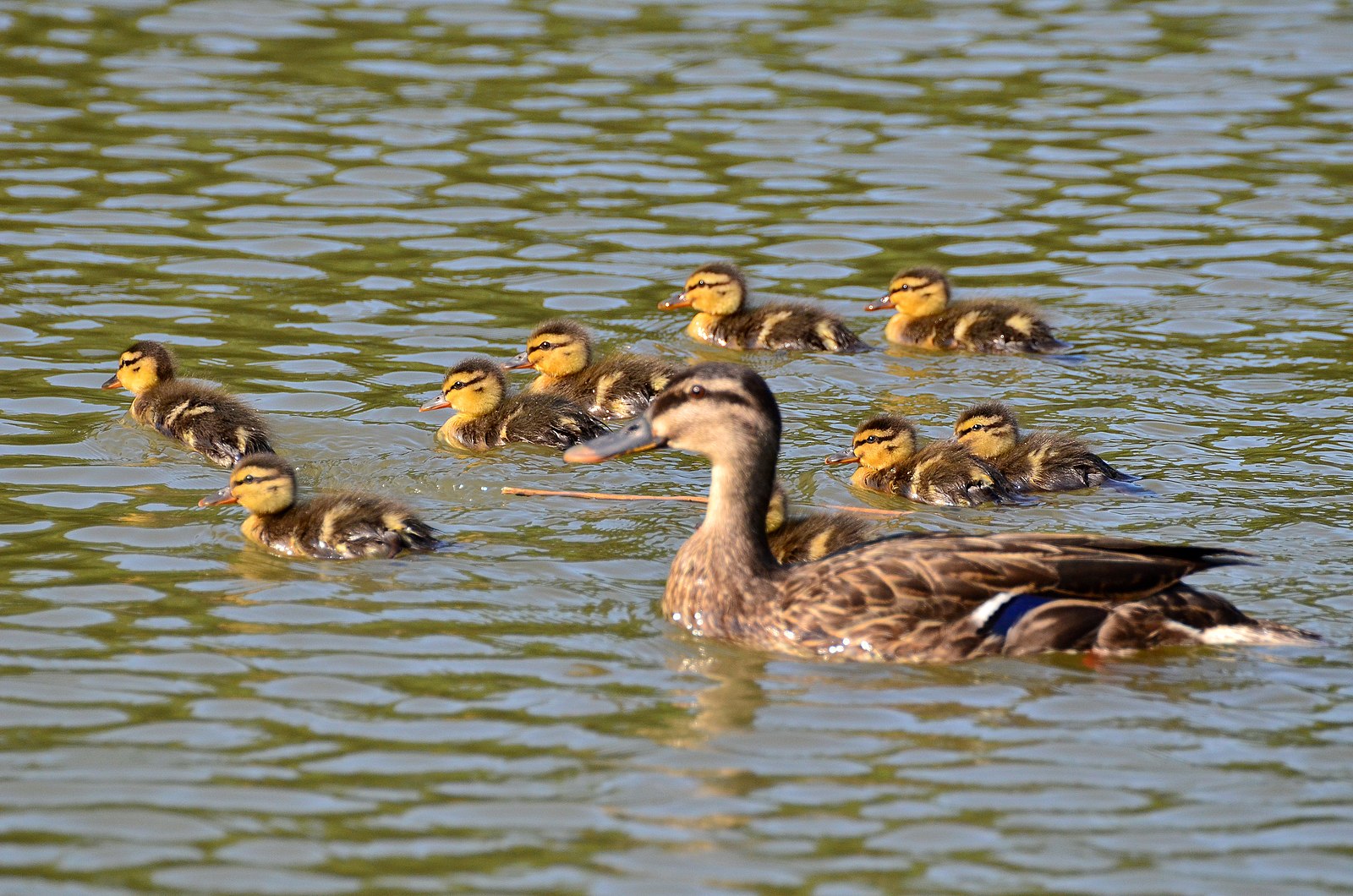 Grey duck and spotbill duck, Yokohama City; May 2013 (06)