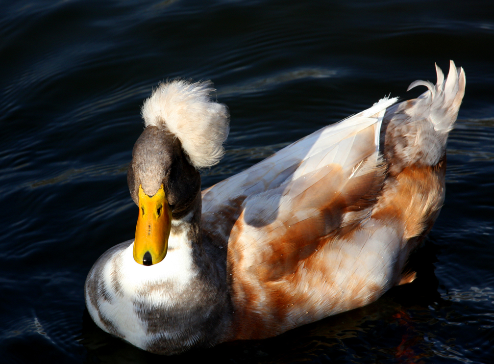 Male duck with plumage