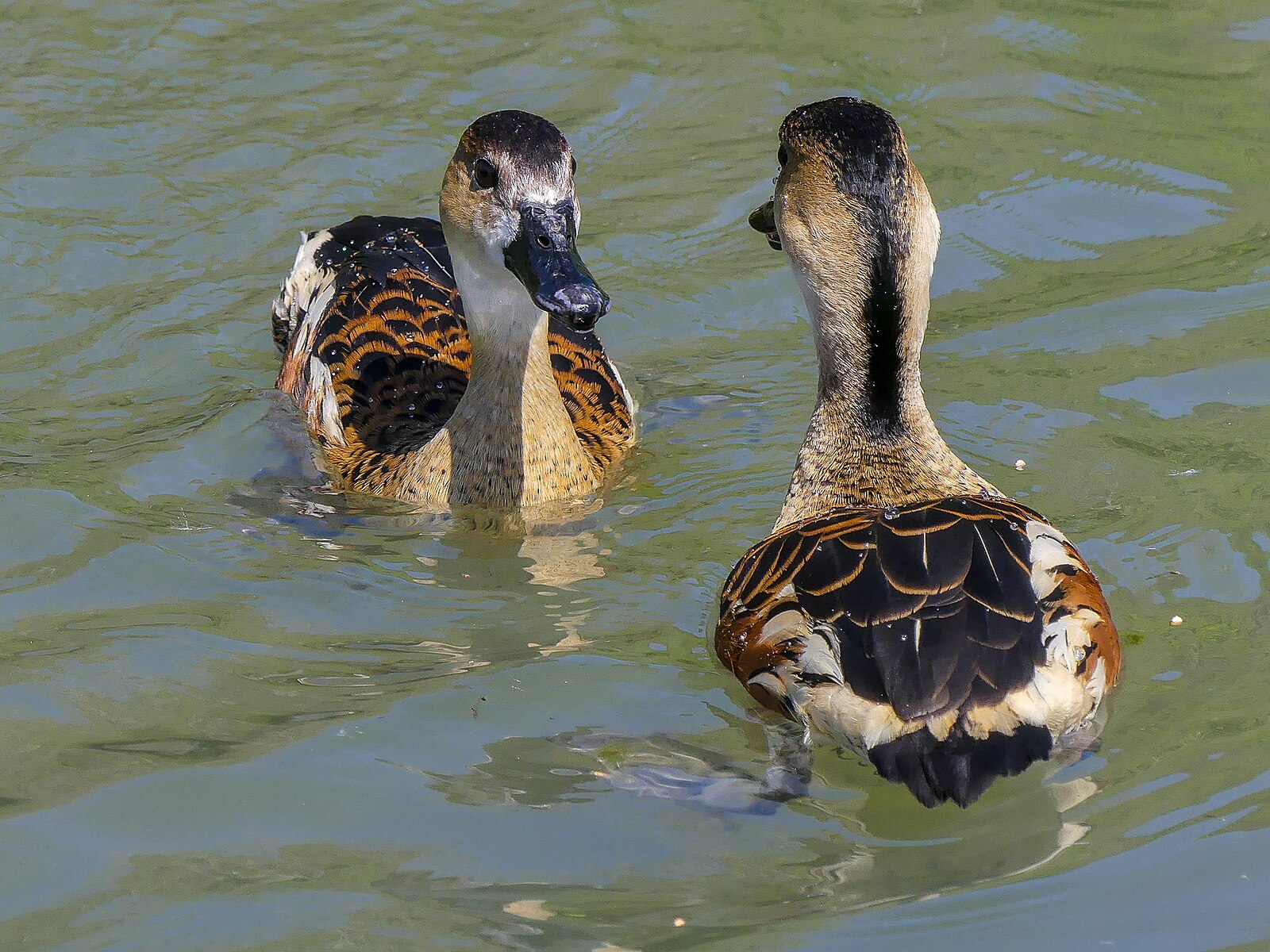 Wandering Whistling Duck (29674008567)