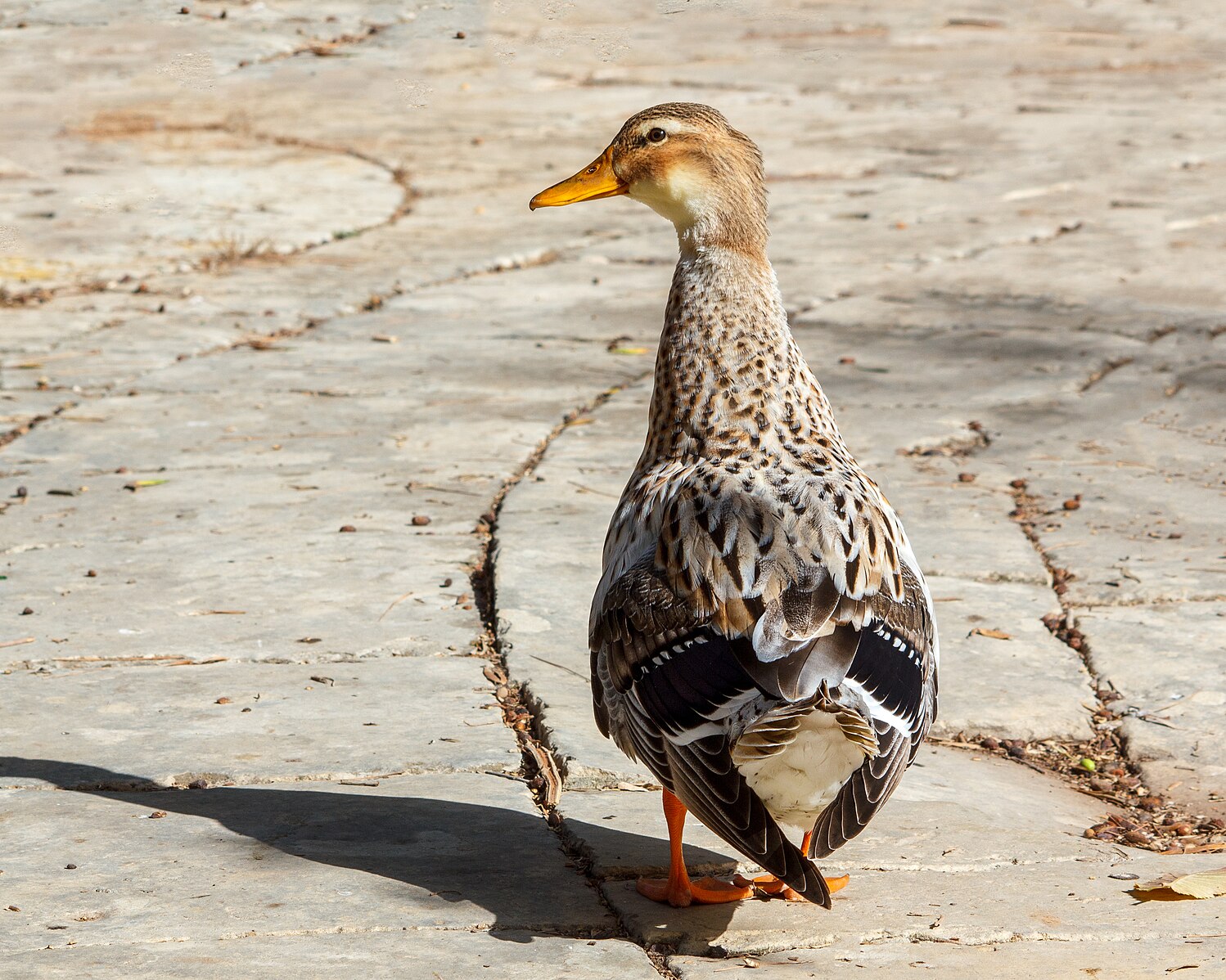 Duck walking away from me