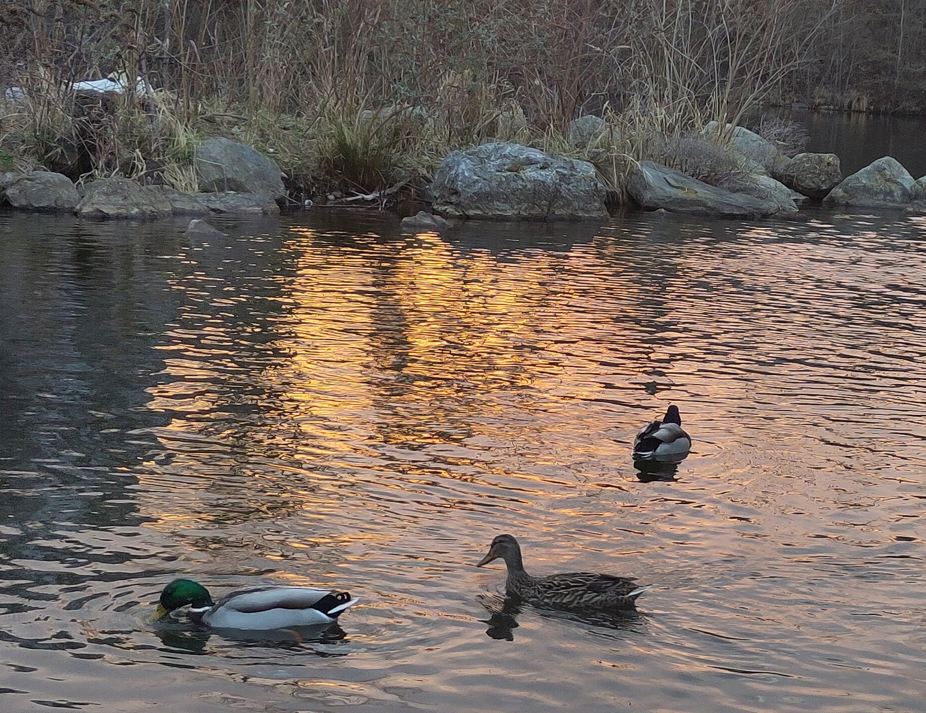 Sunset Ducks